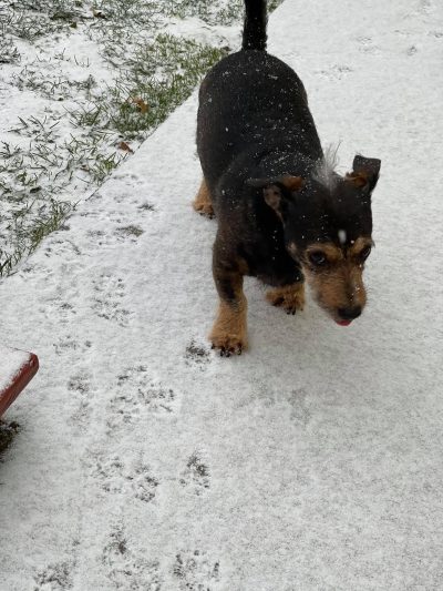 The author’s dog playing in the snow on December 16, 2020.